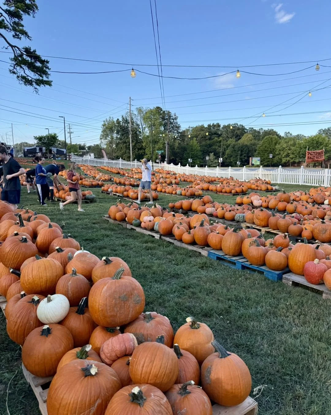 People picking pumpkins at a pumpkin patch with multiple rows of pumpkins on pallets and a white picket fence in the background during daytime, under a blue sky with string lights overhead.