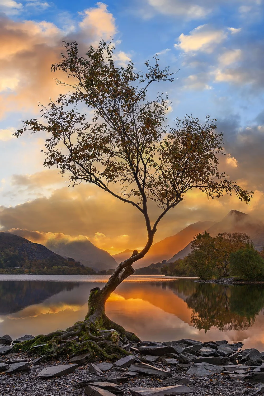 llyn-padarn-lonely-tree-llanberis.jpg
