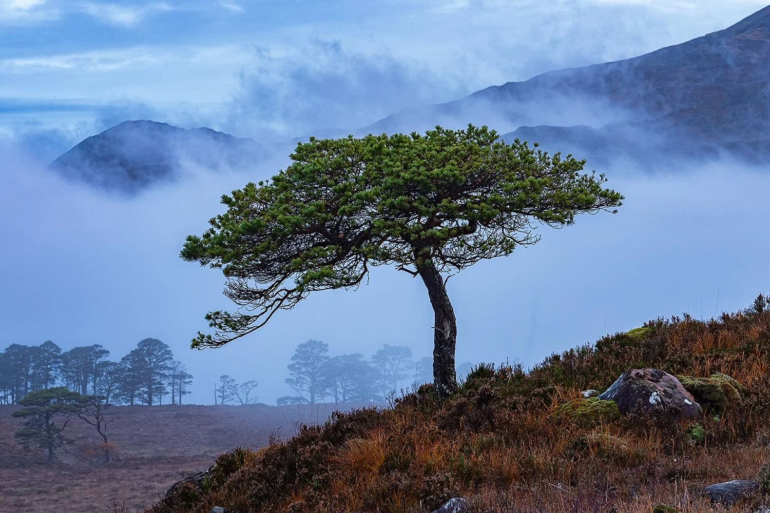 Misty lone tree at Loch Maree