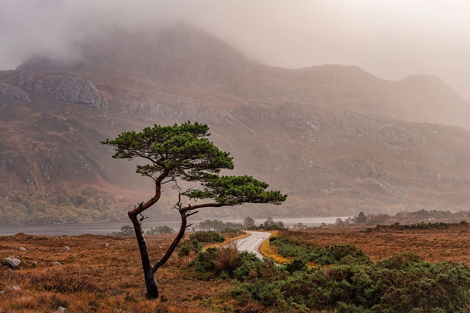 A lone Scots pine and Slioch mountain at Loch Maree 