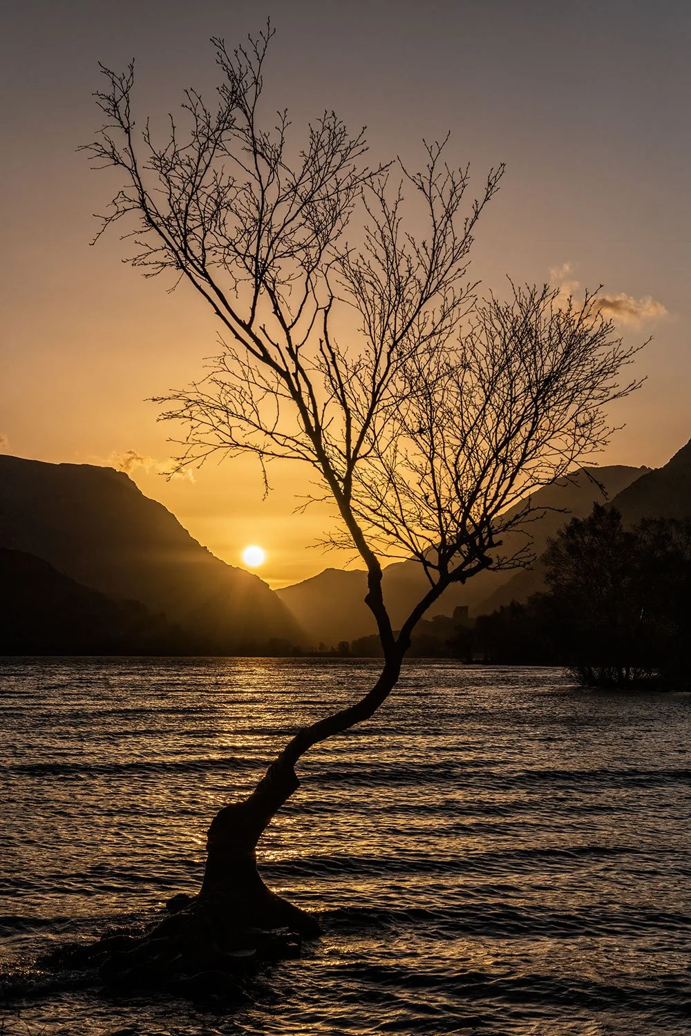 The rising sun directly behind the Llanberis Lonely Tree in winter