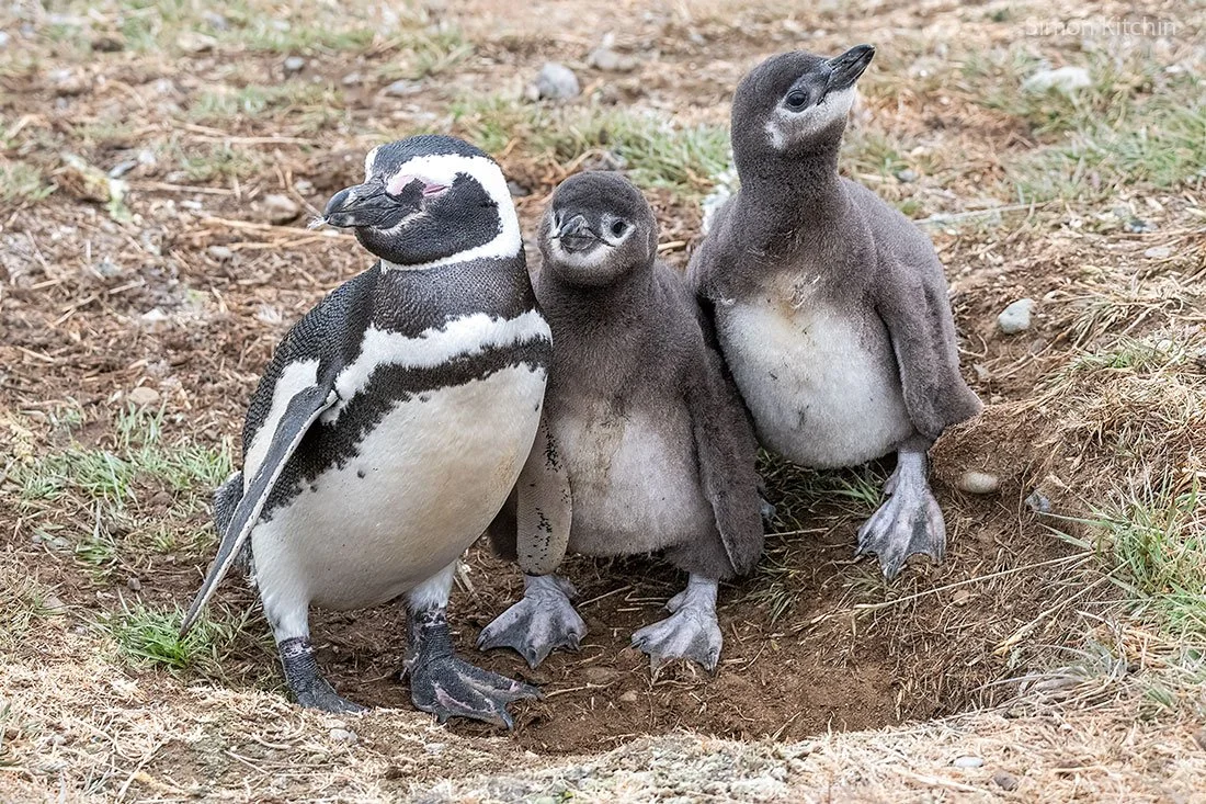 Antartica holidays photos - amazing place to visit