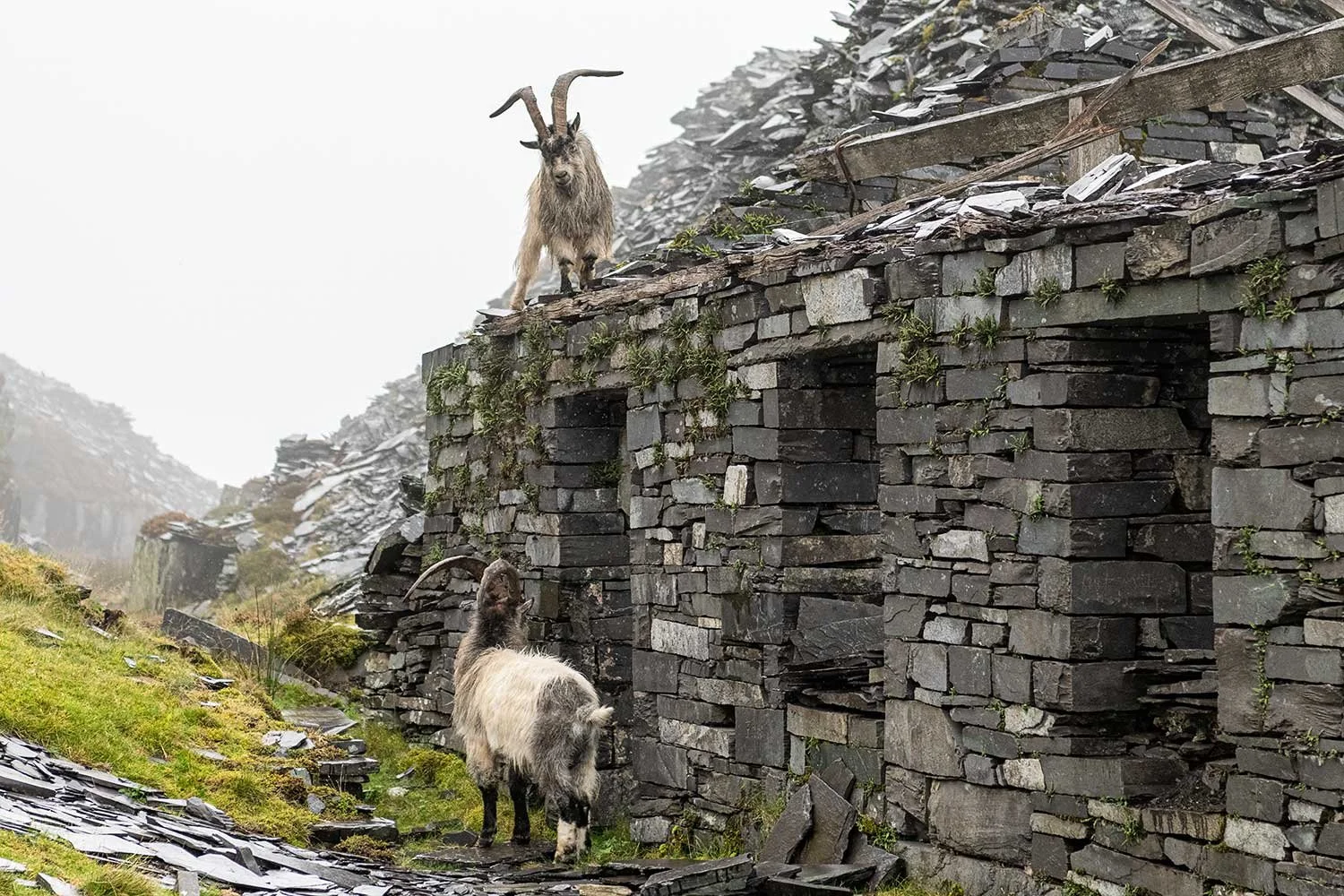 Feral Goats Post-Fight Standoff