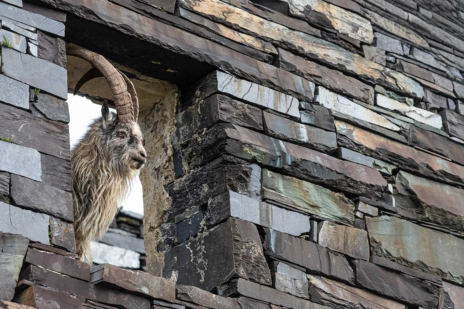 Wild Billy Goat Peering Through Abandoned Quarry Building Window