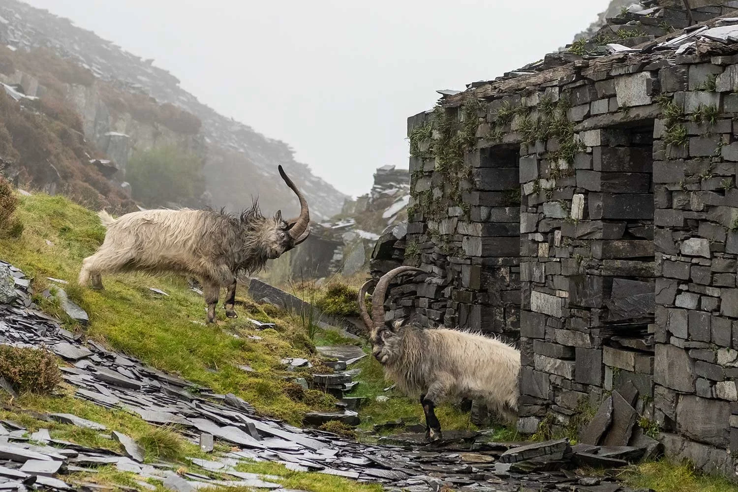 Action Shot of Wild Goats Fighting
