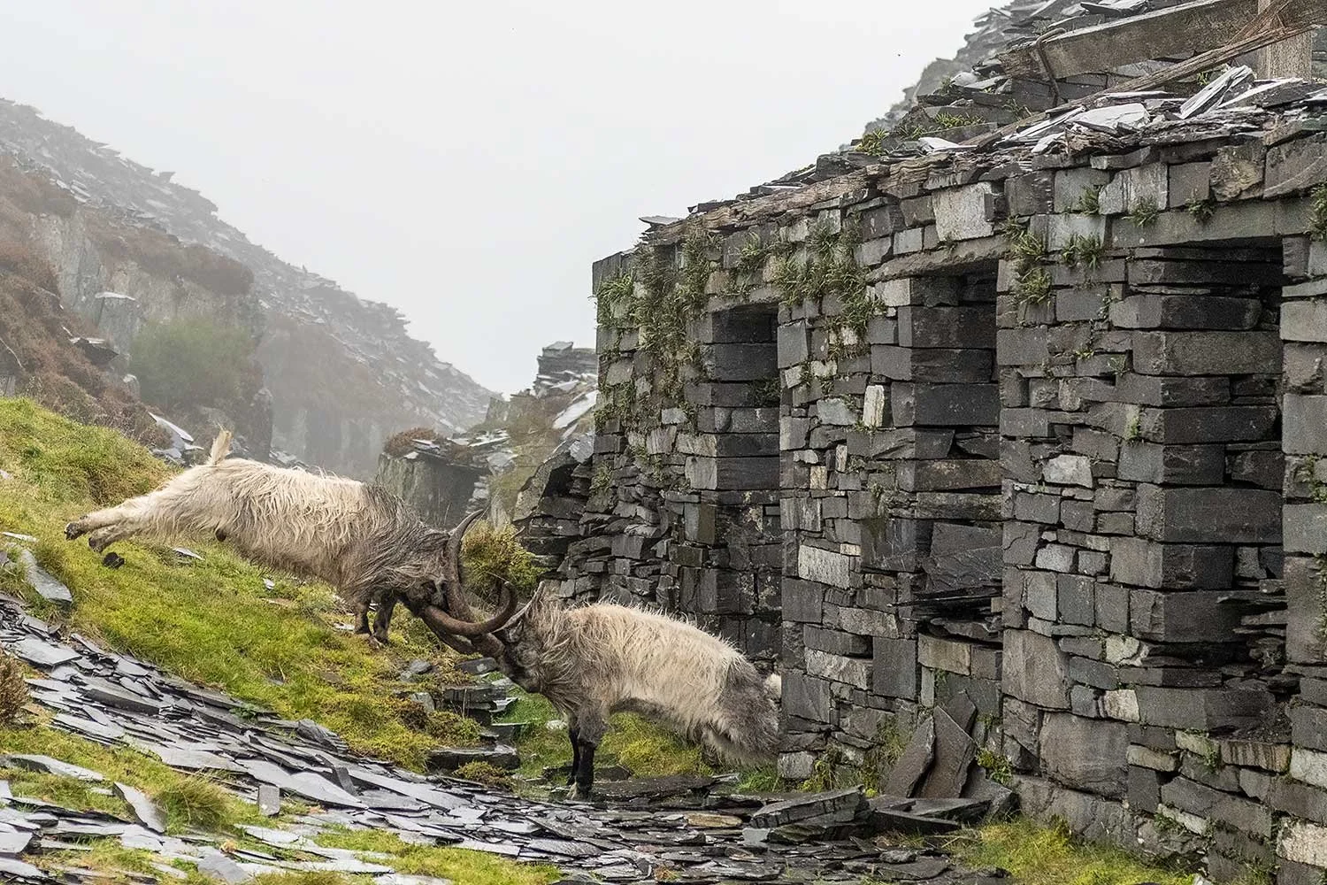 Wild Goats Butting Heads at Dinorwic Quarry