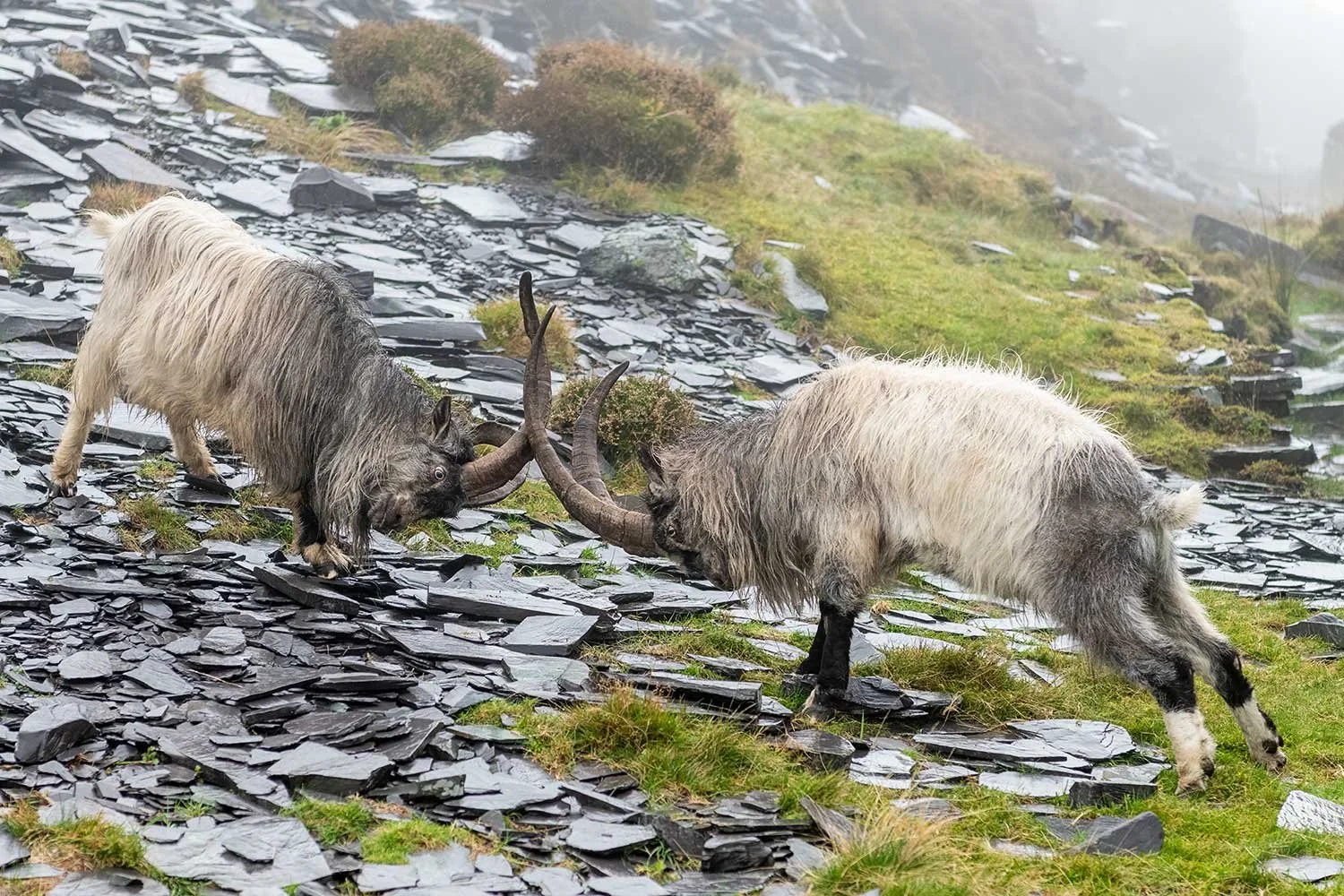 Wild Goats facing off in Dinorwic Slate Quarry