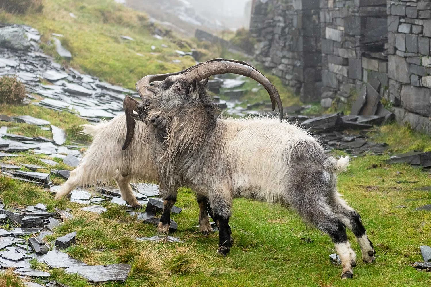 Territorial Battle Between Mountain Goats