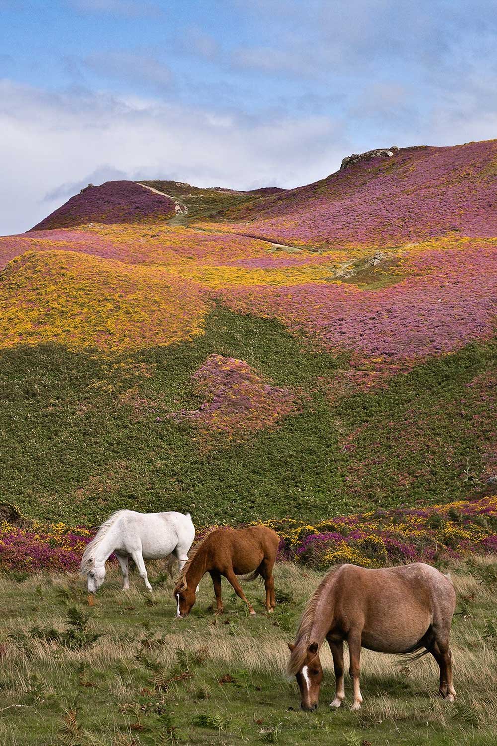 Wild ponies on Conwy mountain surrounded by the colours of the summer heather