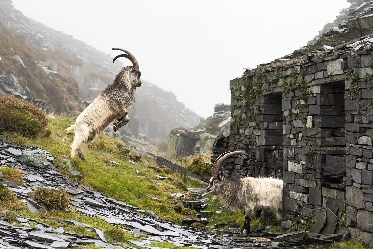 Wild Mountain Goats fighting in Dinorwic Slate Quarry
