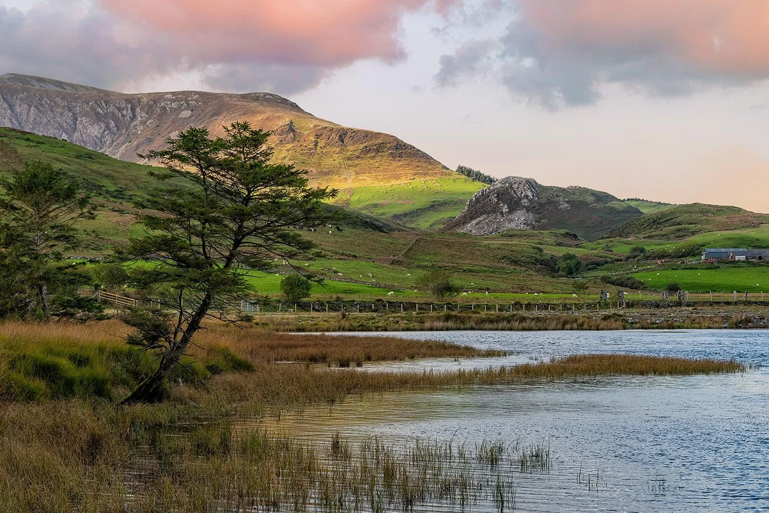 A solitary tree at the edge of Llyn y Gadair lake in Rhyd Ddu, with the rugged peaks of the Nantlle Ridge illuminated by warm autumn sunlight in the background.