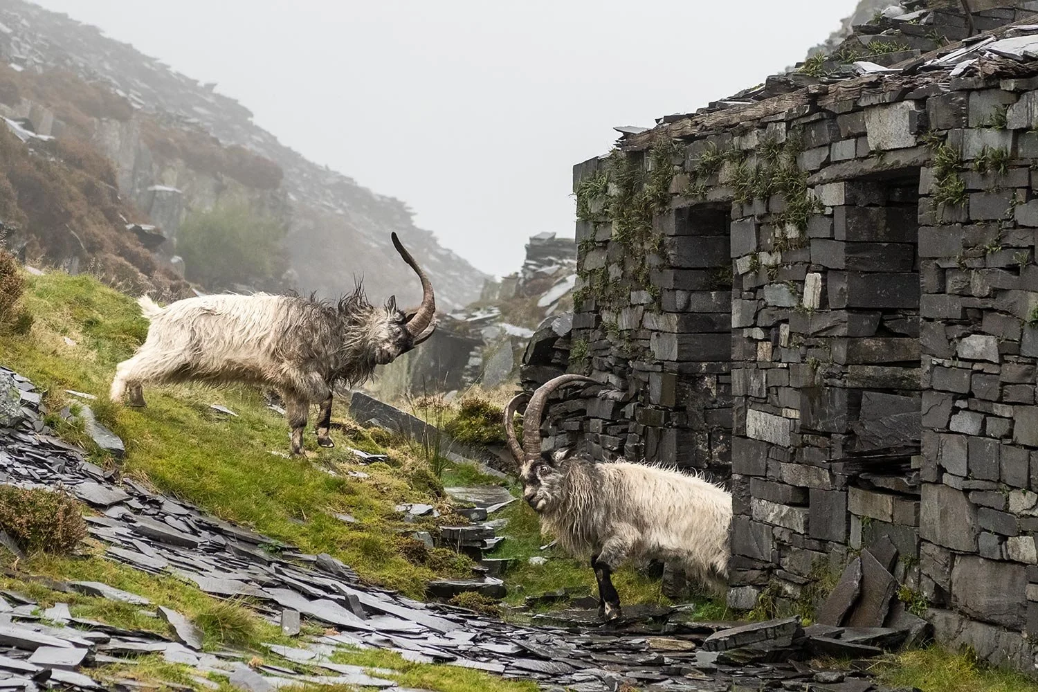 The fighting goats of Dinorwig Quarry