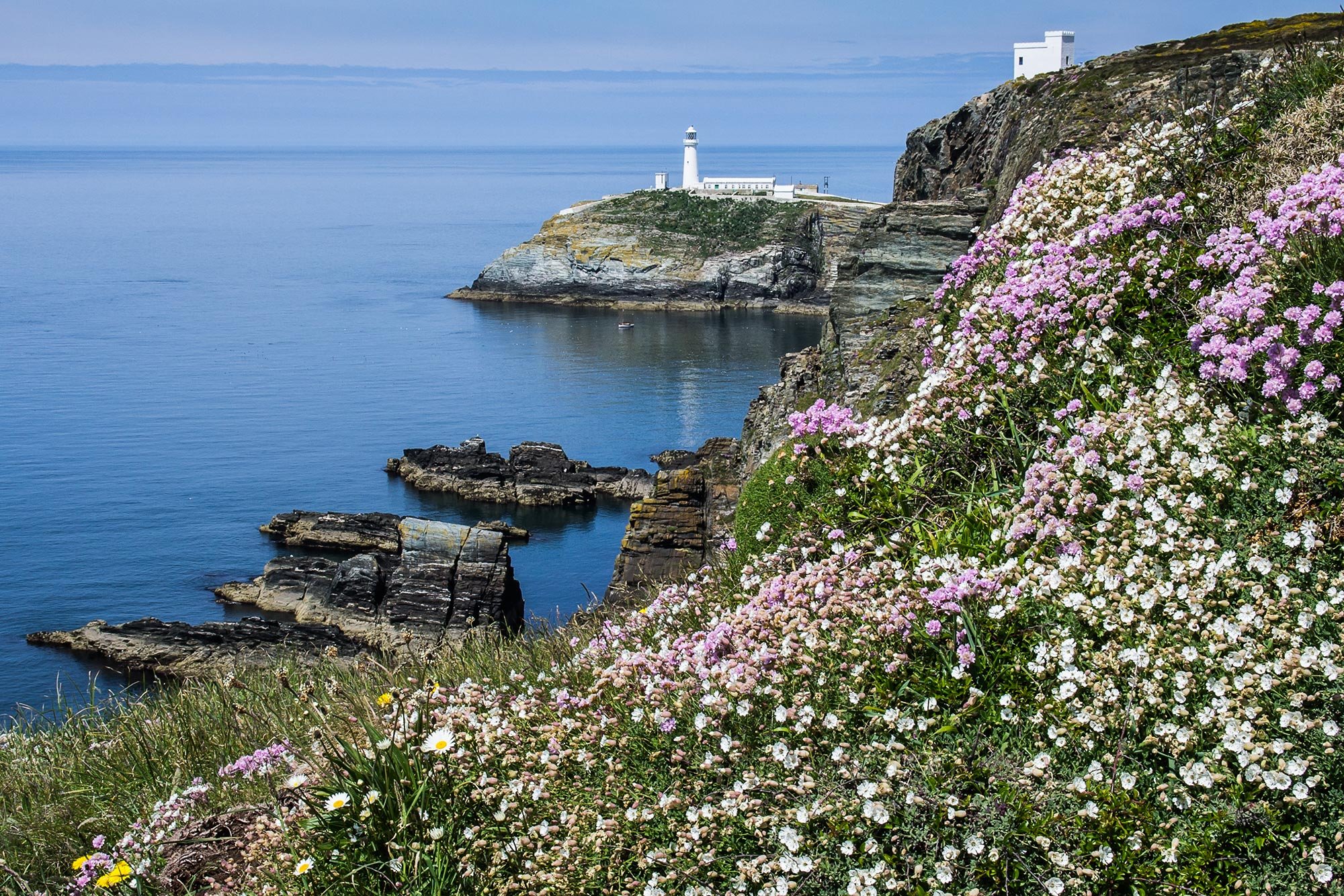 spring flowers on the coastline at South Stack lighthouse on Anglesey