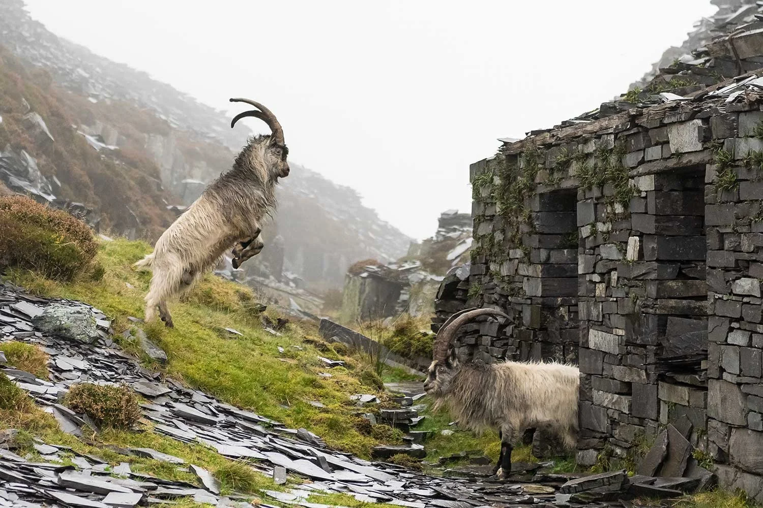 Two wild Welsh mountain billy goats clashing horns during the autumn rutting season amidst the abandoned slate terraces of Dinorwic Quarry in Eryri (Snowdonia), North Wales.