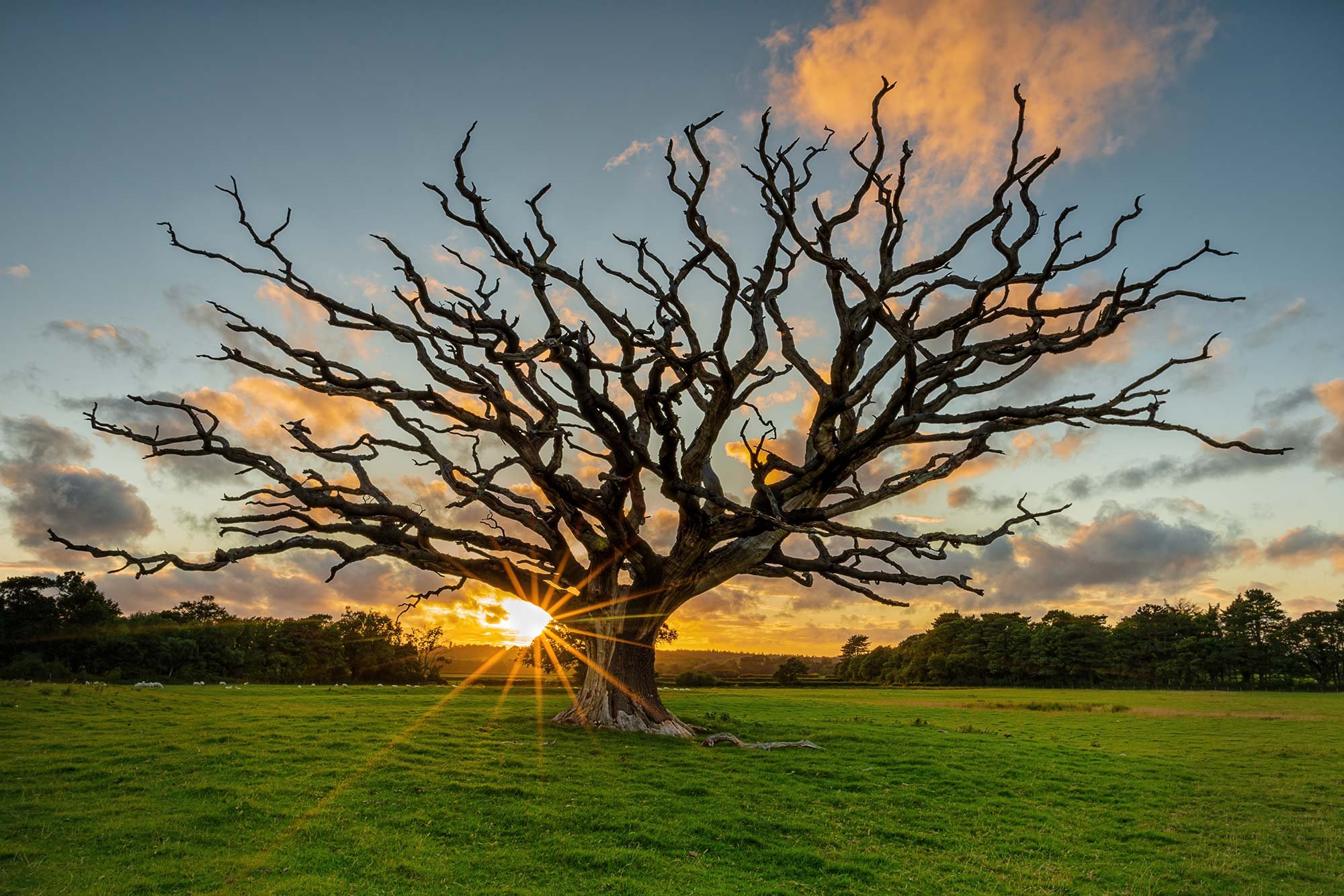 Stunning lone tree in North Wales at sunset