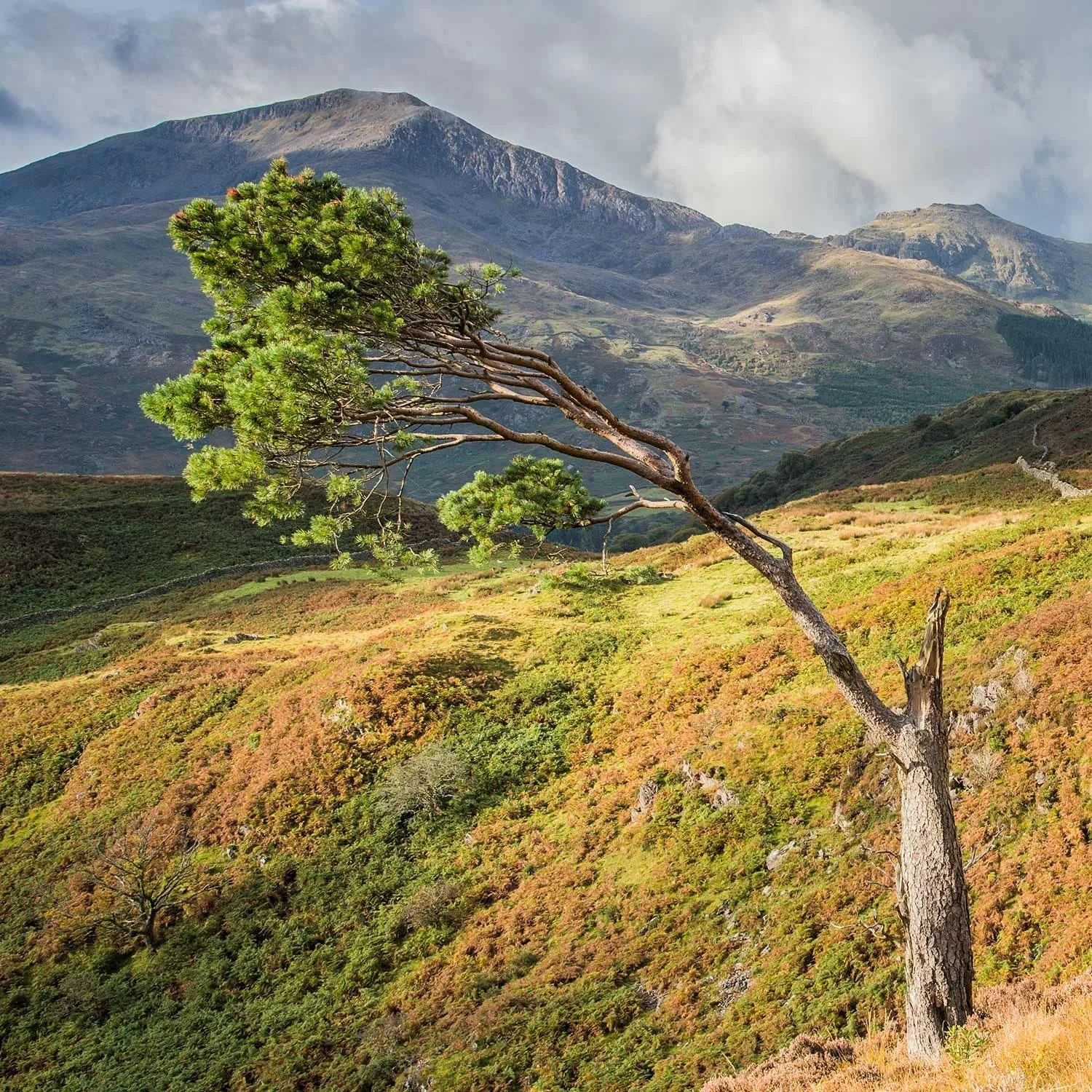A lone tree high above Craflwyn near Beddgelert in Eryri Snowdonia