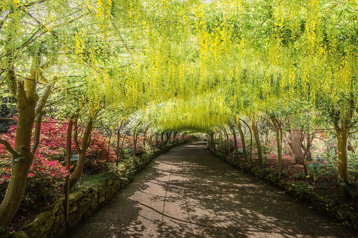The world famous Laburnum arch at Bodnant Gardens