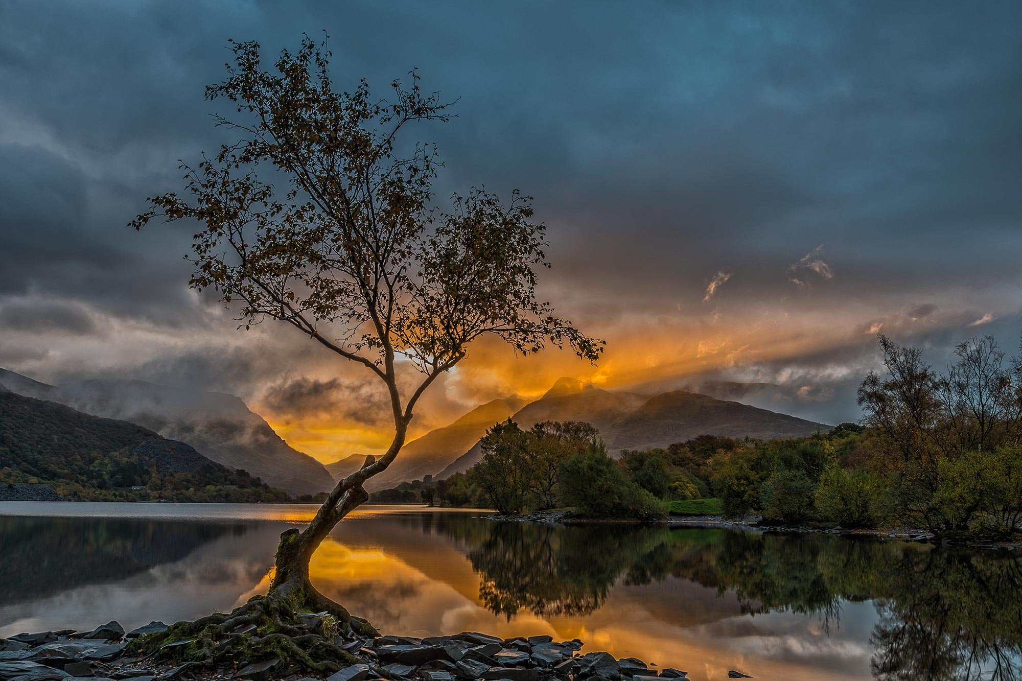 The Lonely Tree at sunrise on Llyn Padarn, Llanberis in Eryri Snowdonia national park