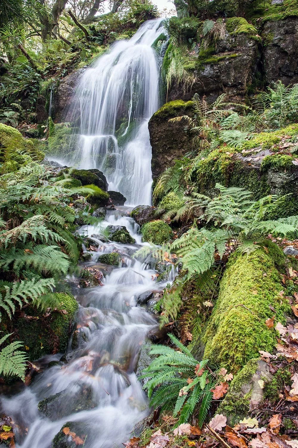 Water tumbles through ancient woodland at Craflwyn