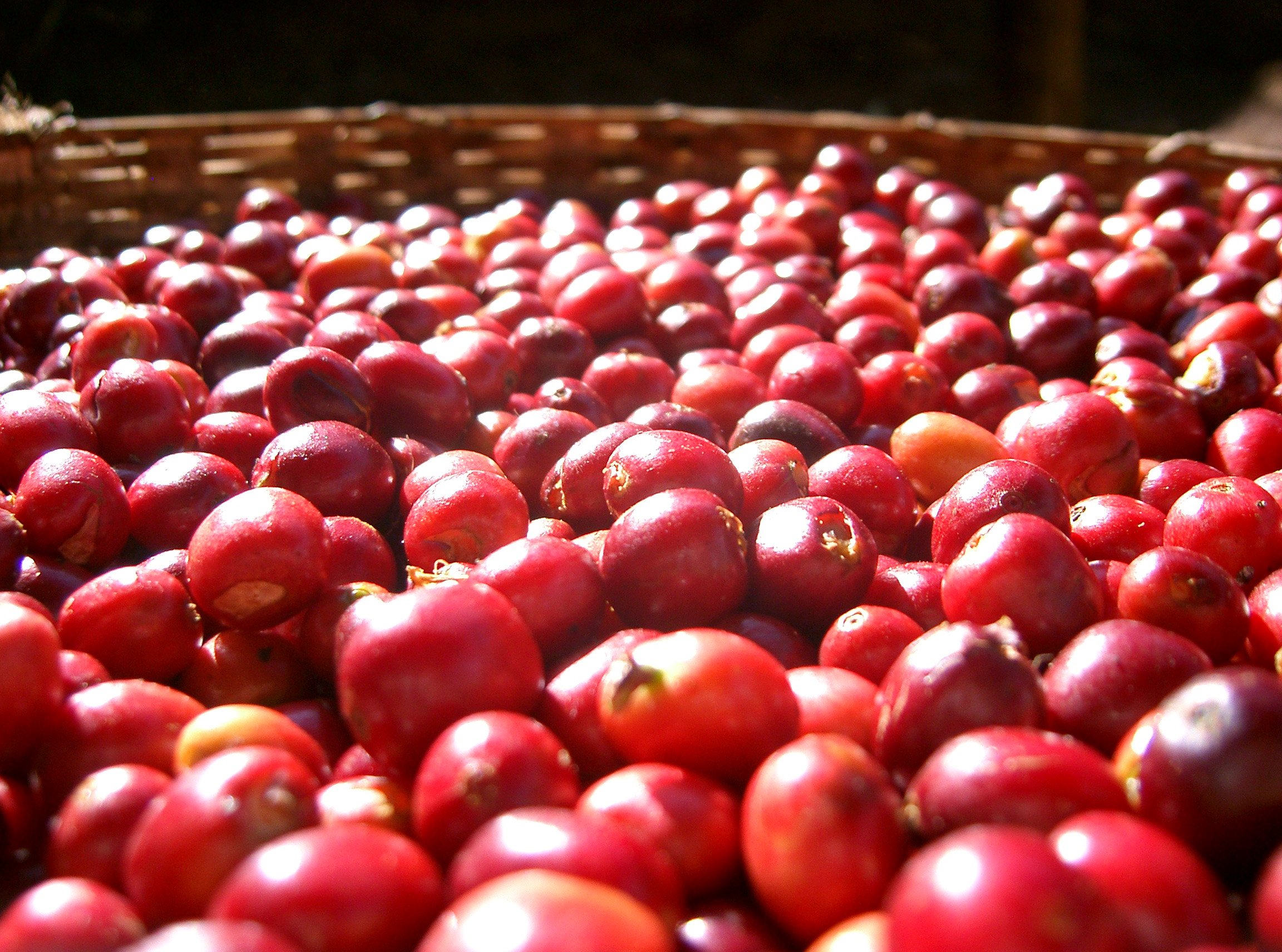 Cherry in basket.jpg