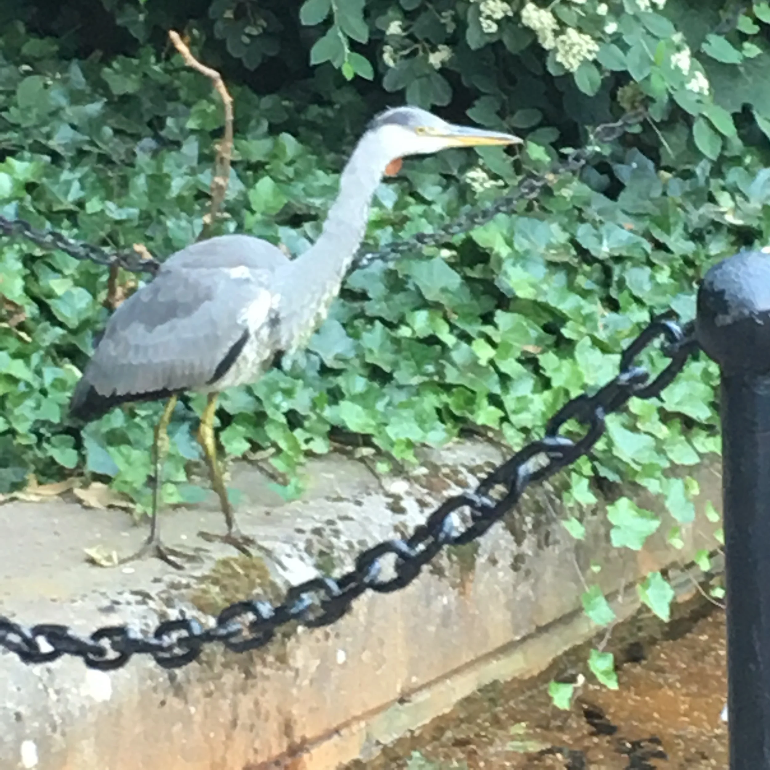 North East region meet