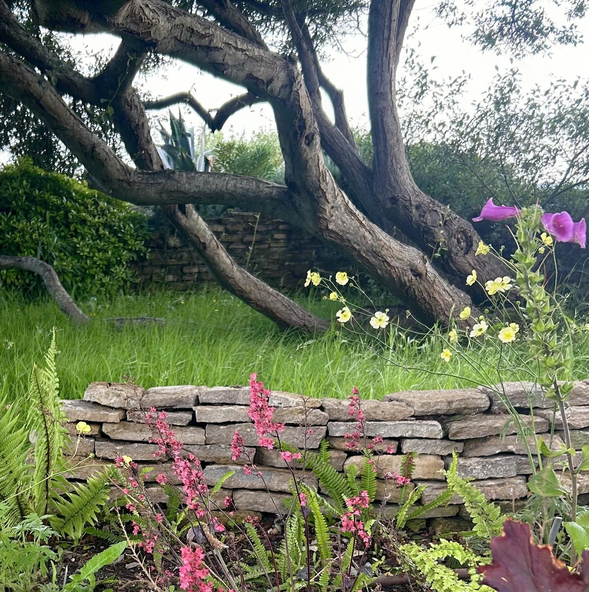 A garden scene with a stone wall, various flowering plants, lush green grass, and a large, twisted tree with thick branches.