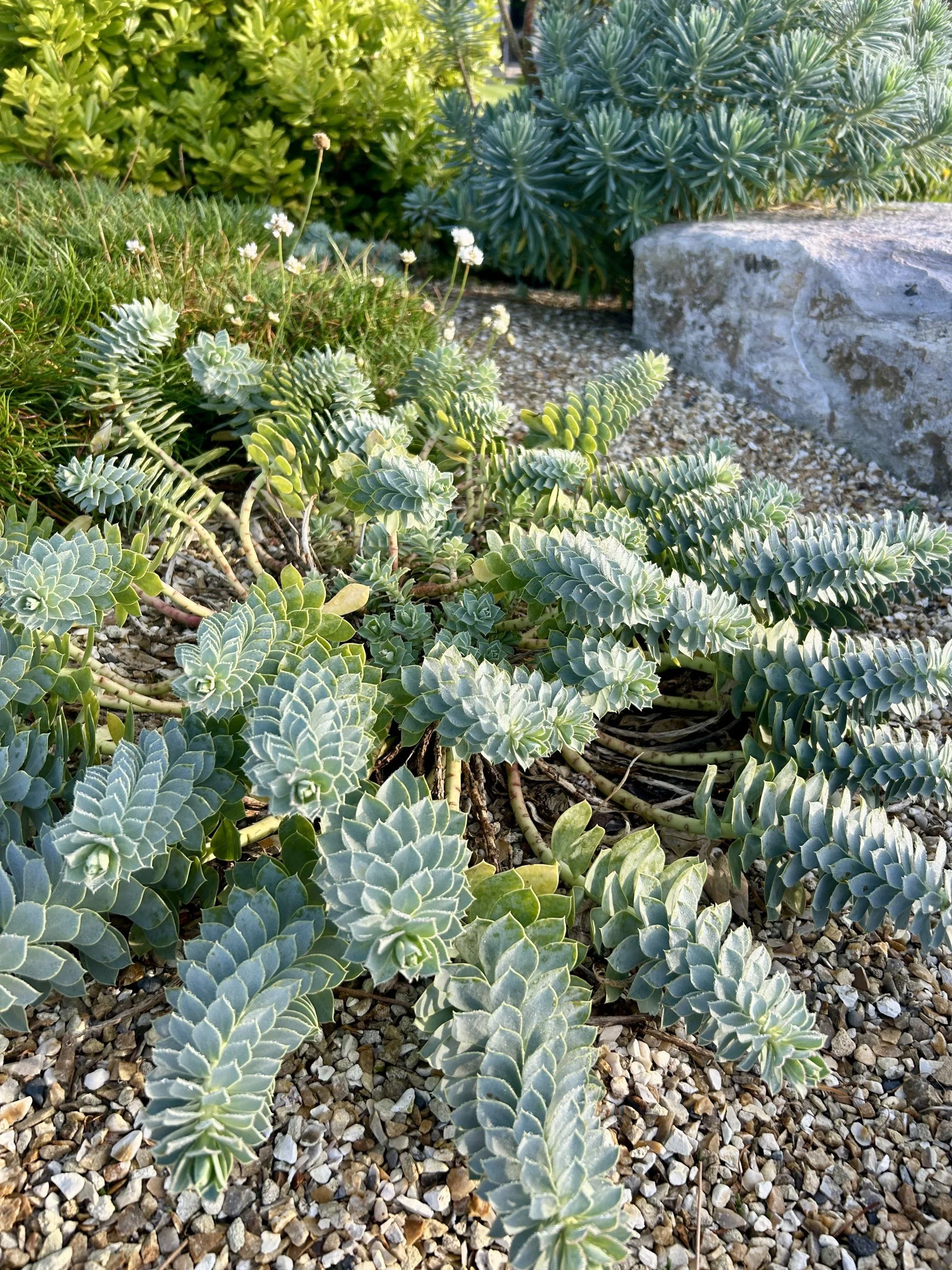 Succulent plants growing among small pebbles in a garden, with larger rocks and green foliage in the background.