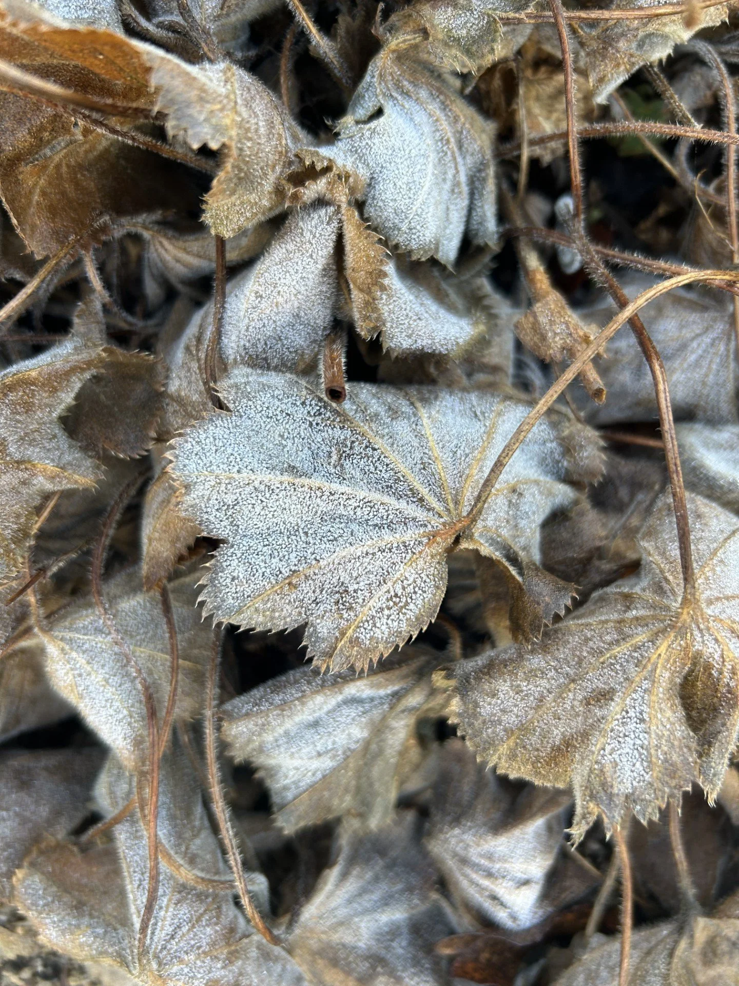 Close-up of dried brown fallen leaves with frost on their surface.
