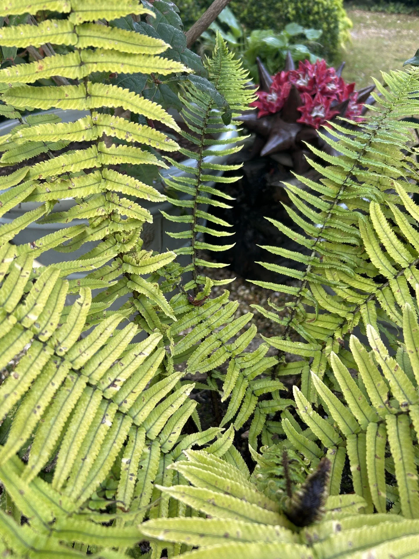 Close-up of vibrant green fern leaves with a background of a plant that has reddish-pink flowers and spiky dark brown seed pods.