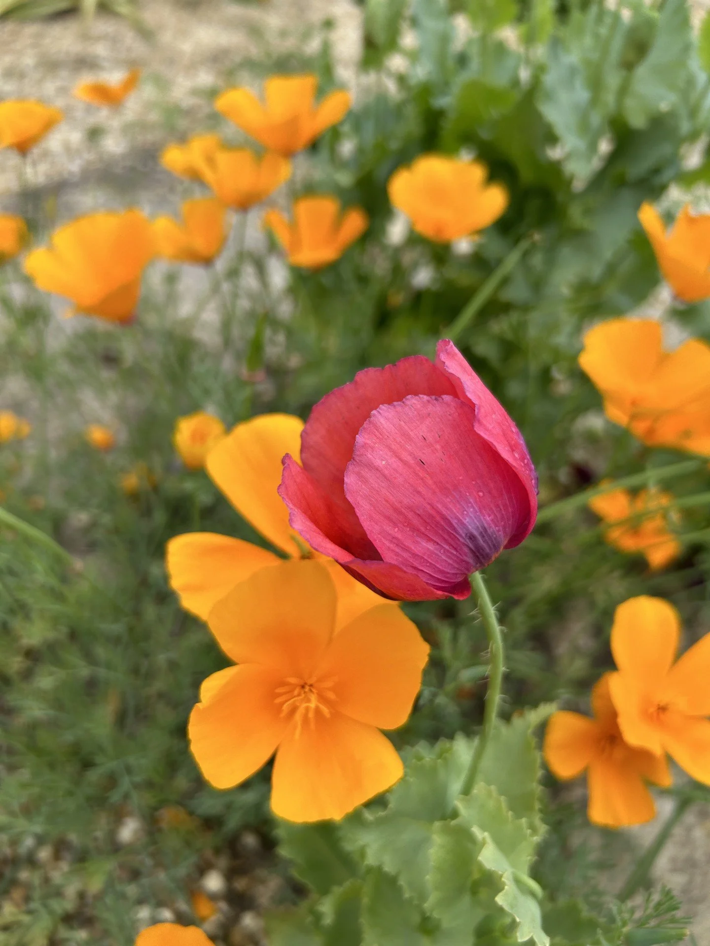Close-up of a red poppy flower surrounded by orange California poppies in a garden.