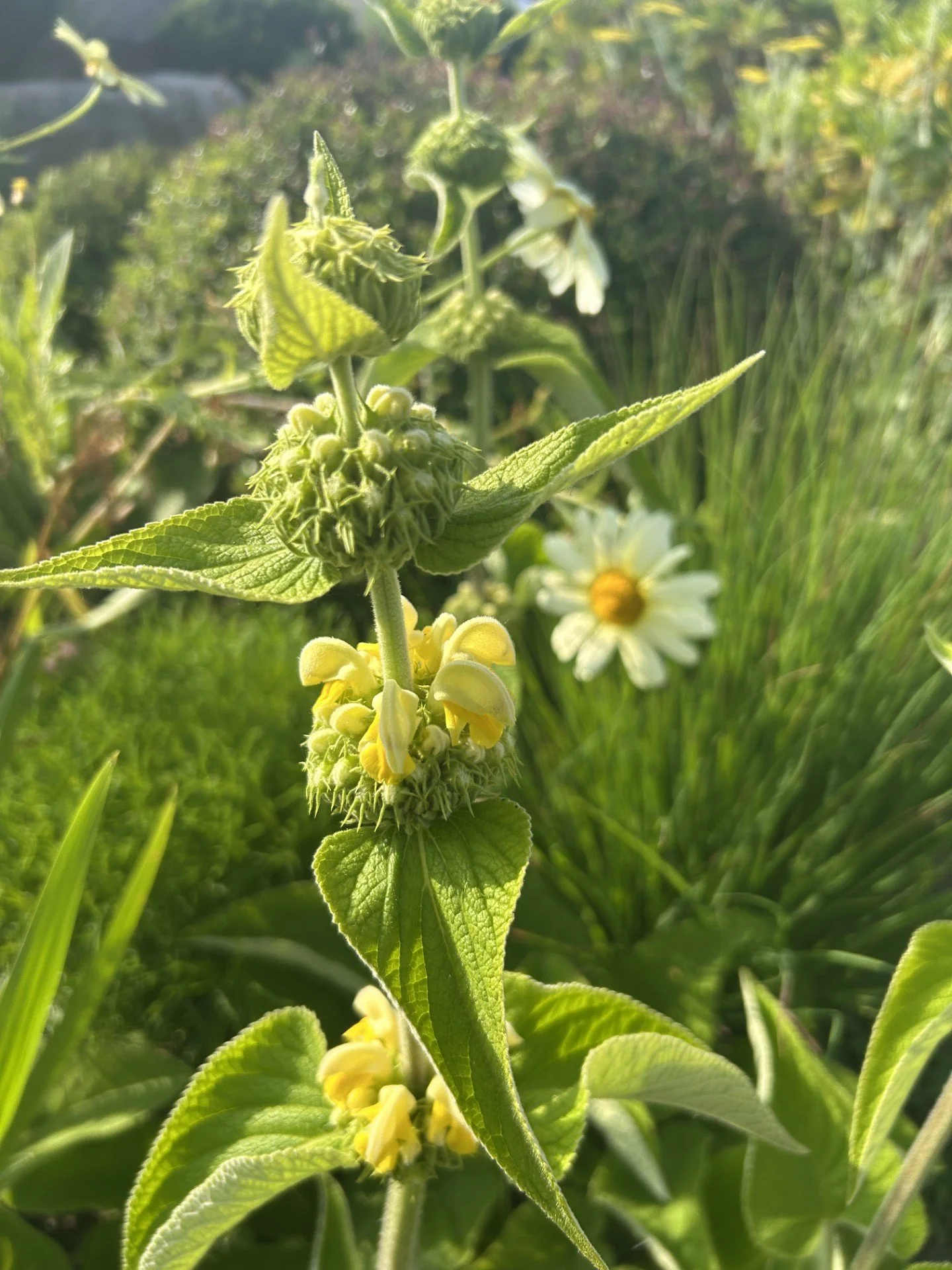 Close-up of a flowering phlomis russeliana plant and an argyranthemum with green leaves and small yellow and white flowers outdoors in sunlight.