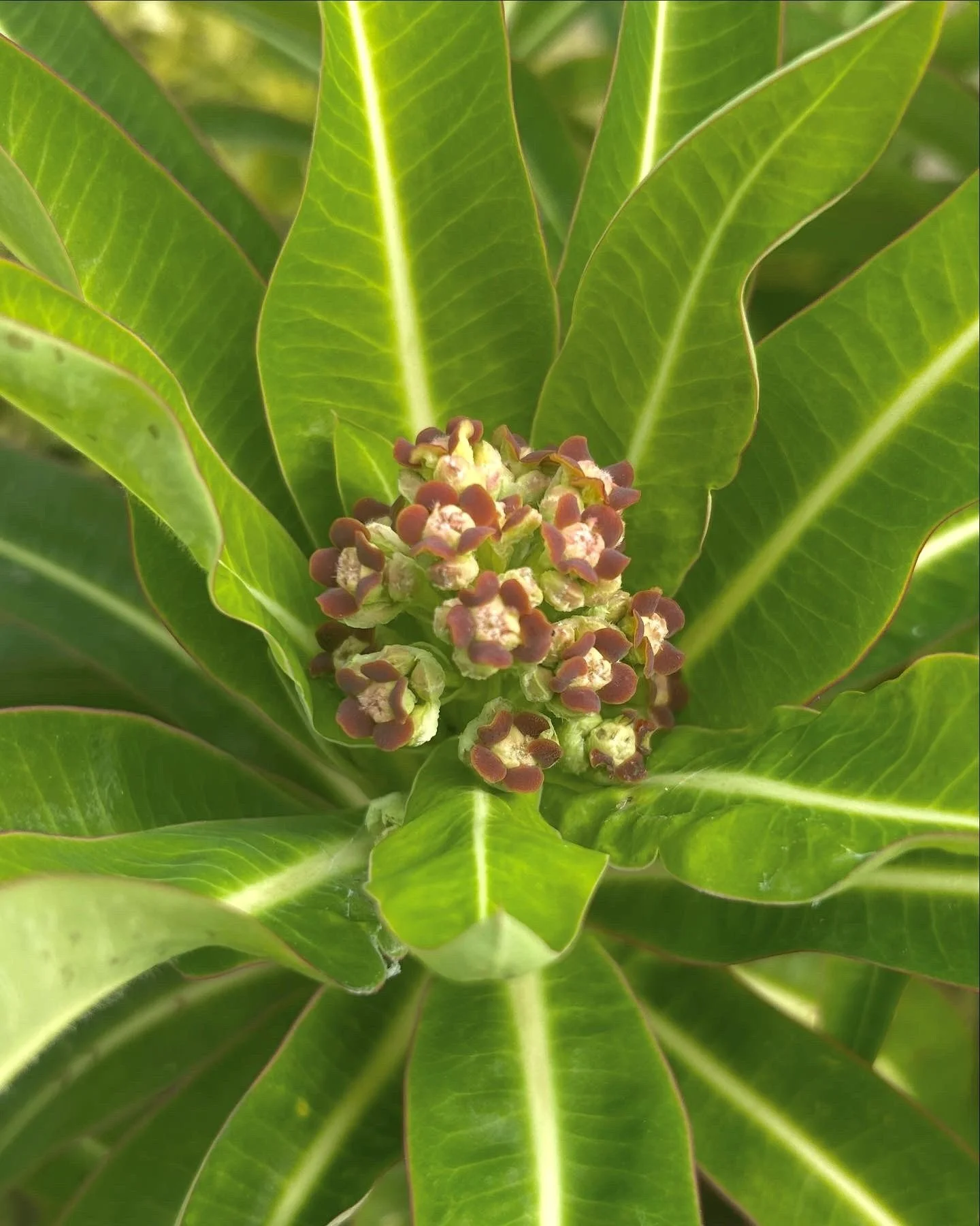 Close-up of a lush green euphorbia plant with broad leaves and a cluster of small, reddish-brown buds or flowers in the center.