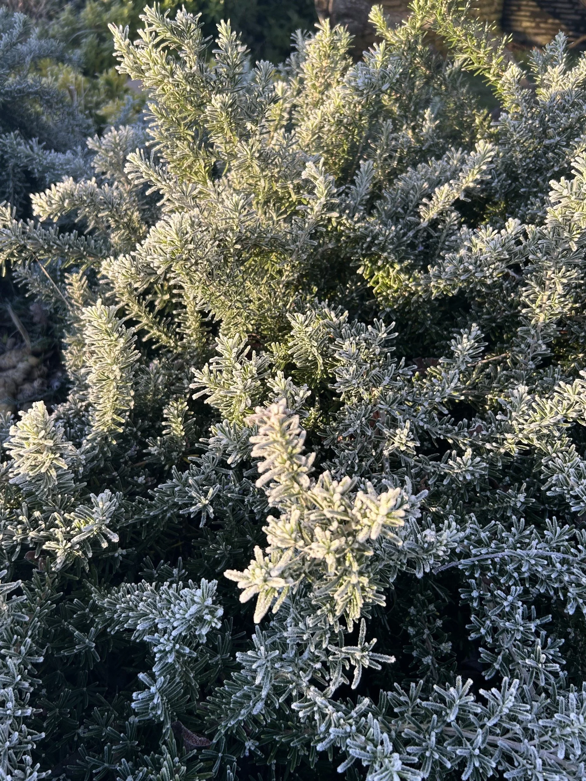 Frost-covered greenery, likely a type of shrub or evergreen plant, with iridescent icy crystals on its numerous small, fern-like leaves.