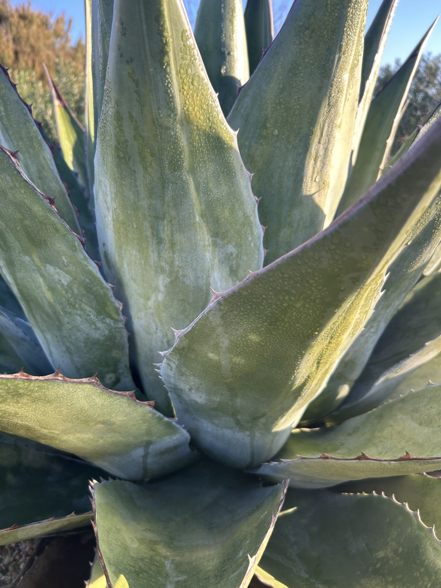 Close-up of large agave plant with thick, pointed, green leaves edged with small spines.