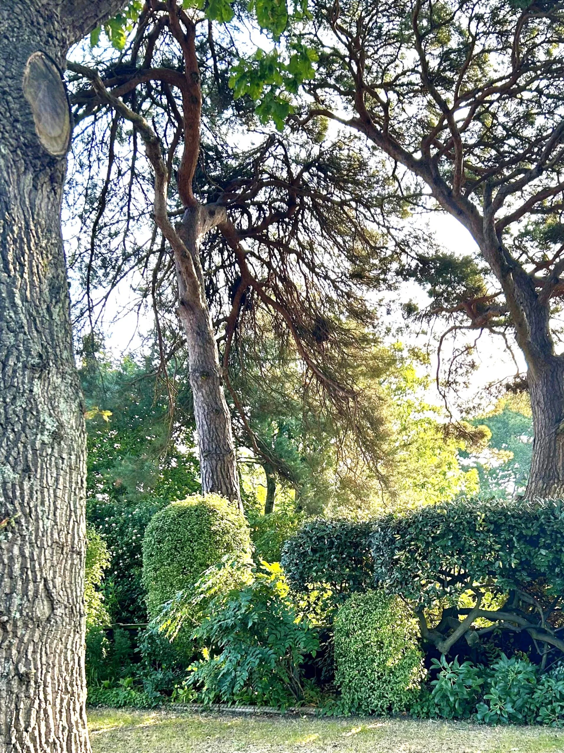 Tree trunks and branches with green foliage in a garden.