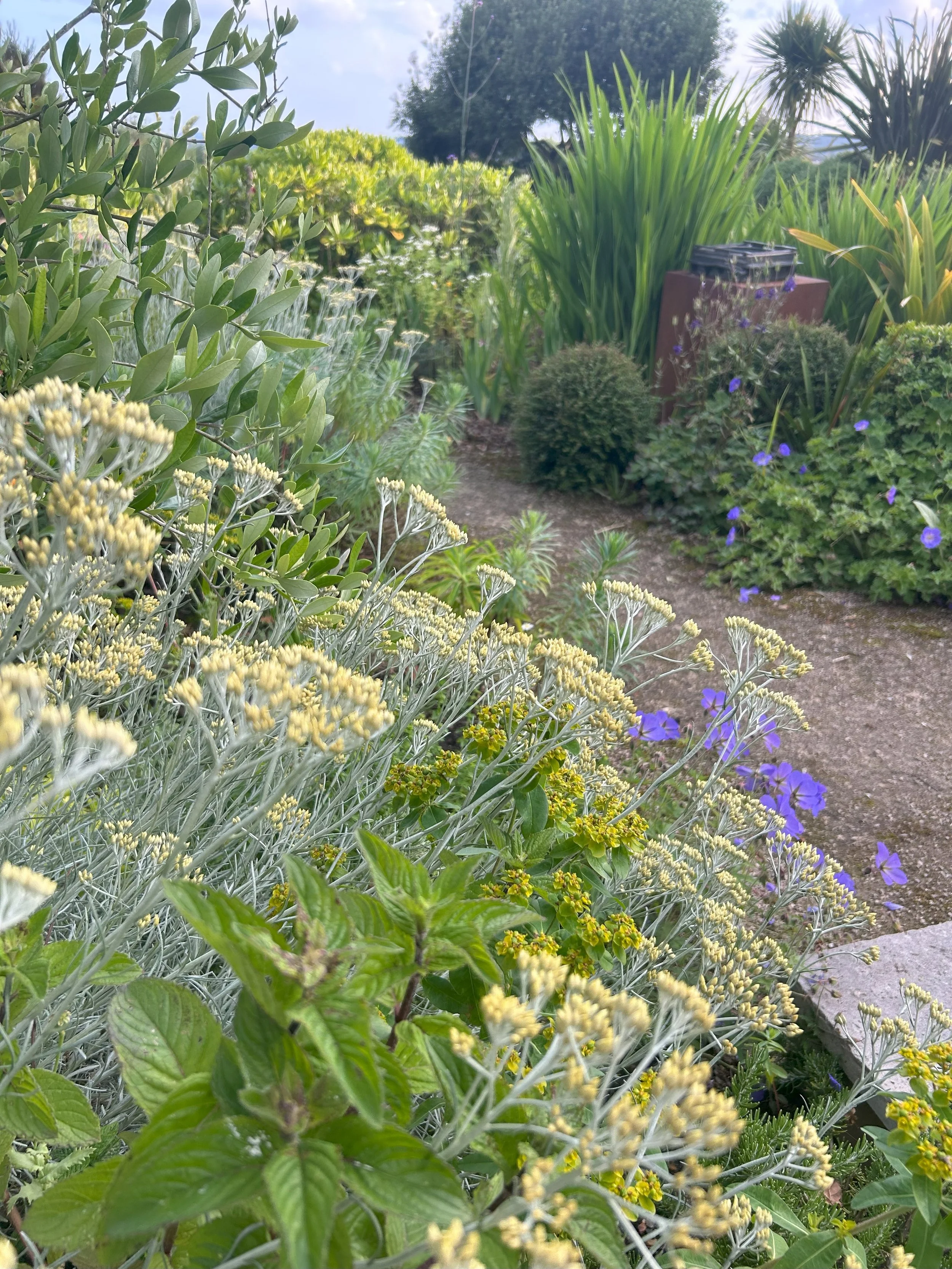 A lush garden with various green plants, purple flowers, and a gravel path.