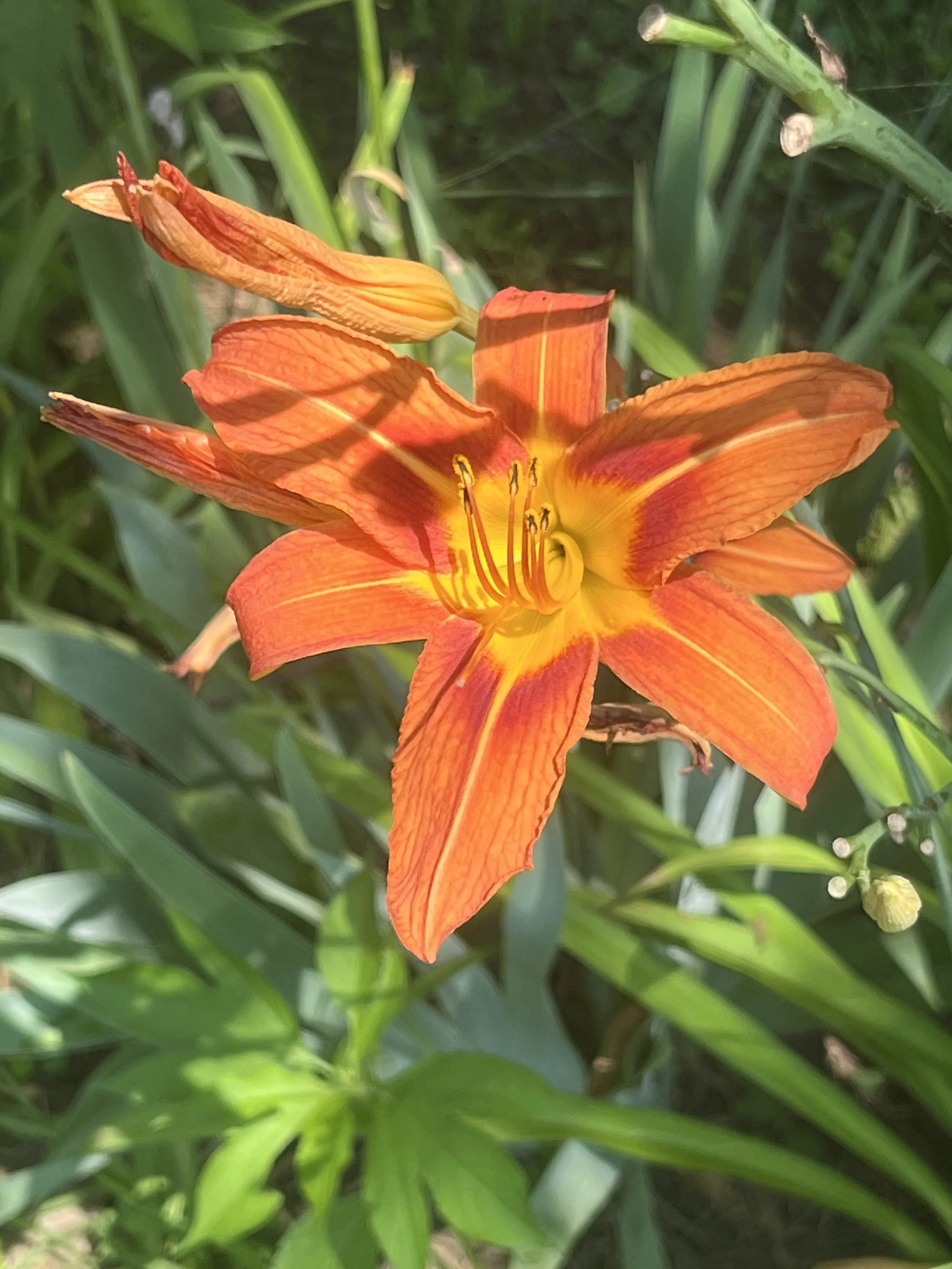 IMG_7007.jpeg