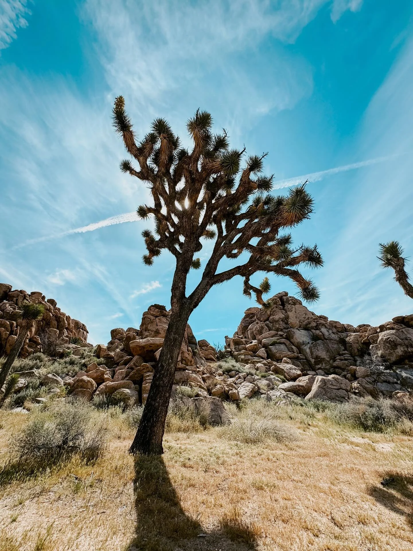 There&rsquo;s something about being alone under a vast open sky and walking a trail alone that opens me up to the power of the universe. Feeling grateful ✨ #crownchakra #natureheals #joshuatree #sandiegohealingtouch