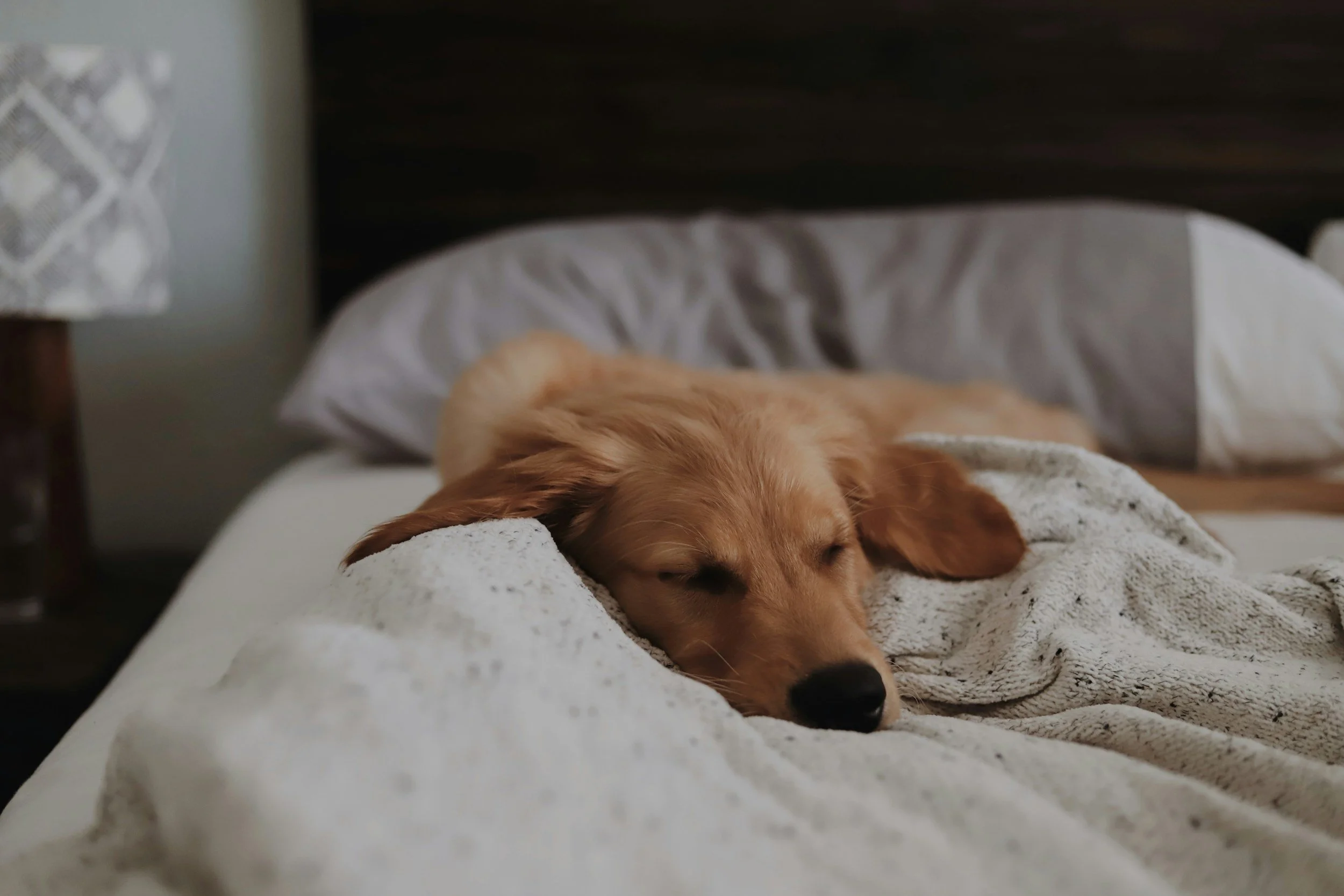 A dog sleeping on a white blanket in a cozy room; finding peace and internal safety during the religious deconstruction process.
