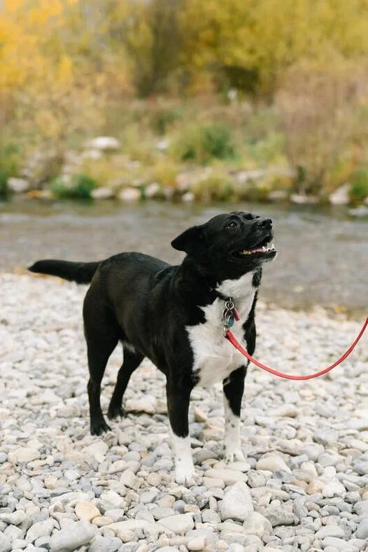A cute black and white dog.