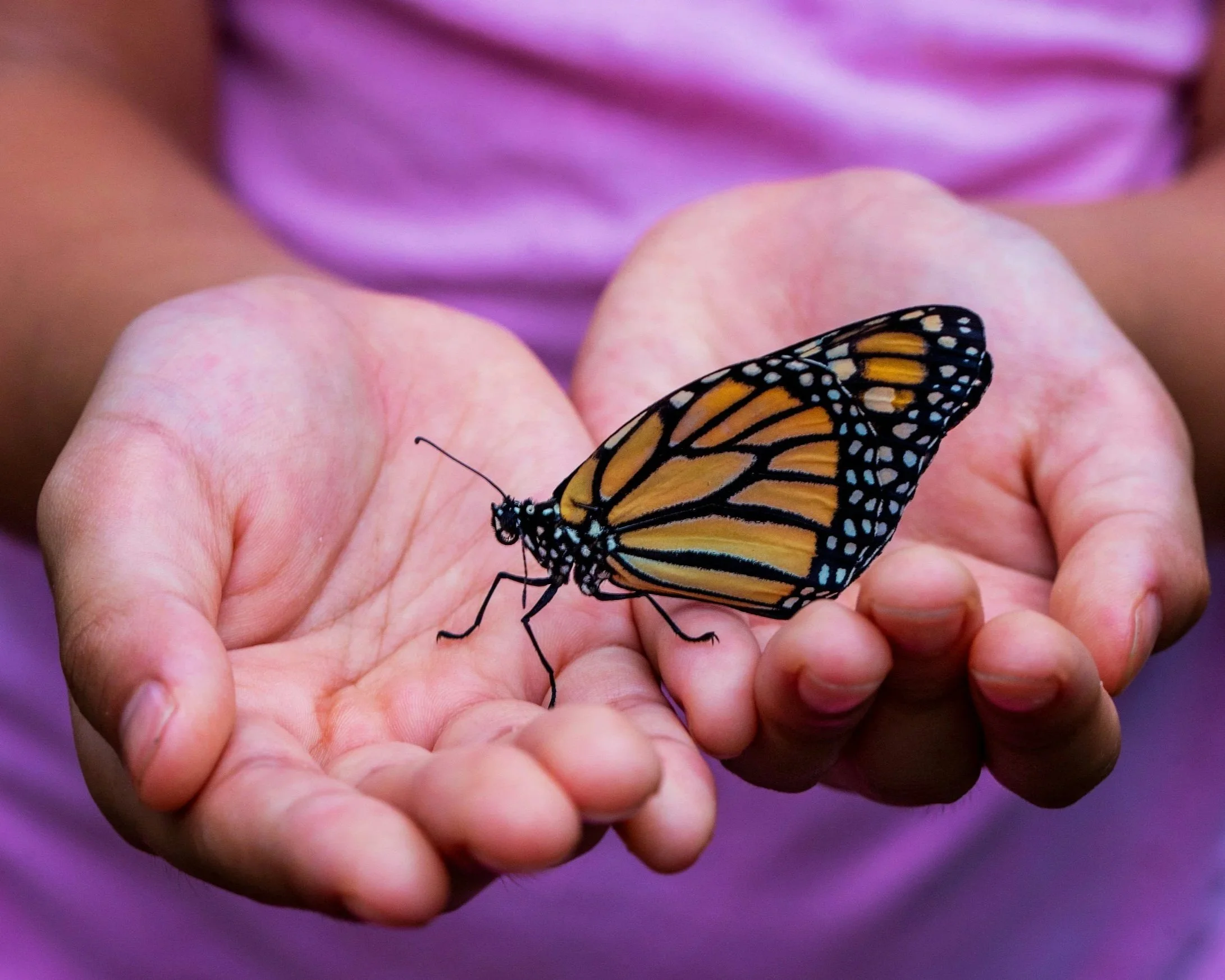 Close-up of a monarch butterfly perched on a person's hand against a blurred purple background.