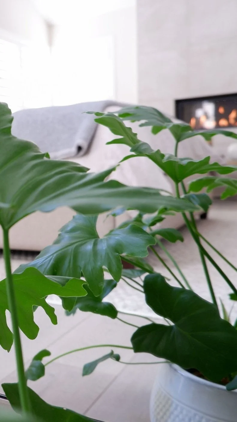 bedroom with plants.jpg