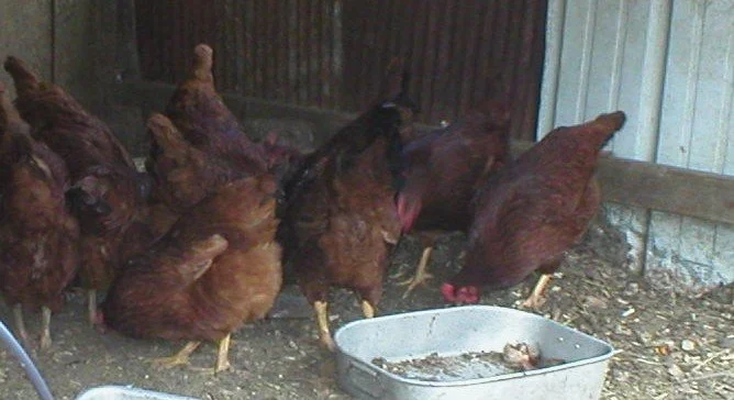 chickens and ferments