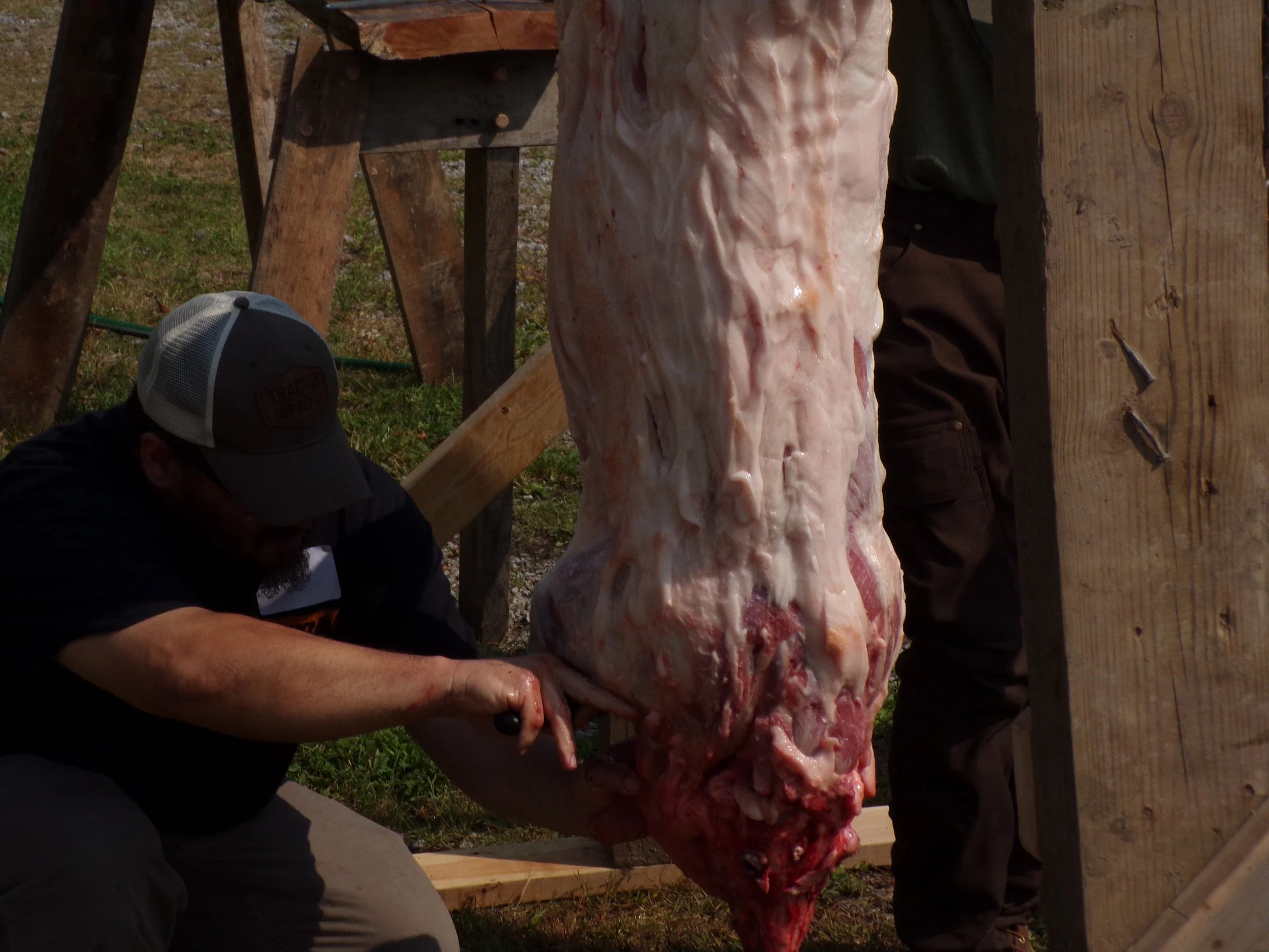 Homestead Pigs and Pig Butchering: Raising, Feeding, and Slaughtering Using Things You Have on Hand with Shawn, Beth and Luke Dougherty.  Register at HERD.RENT 