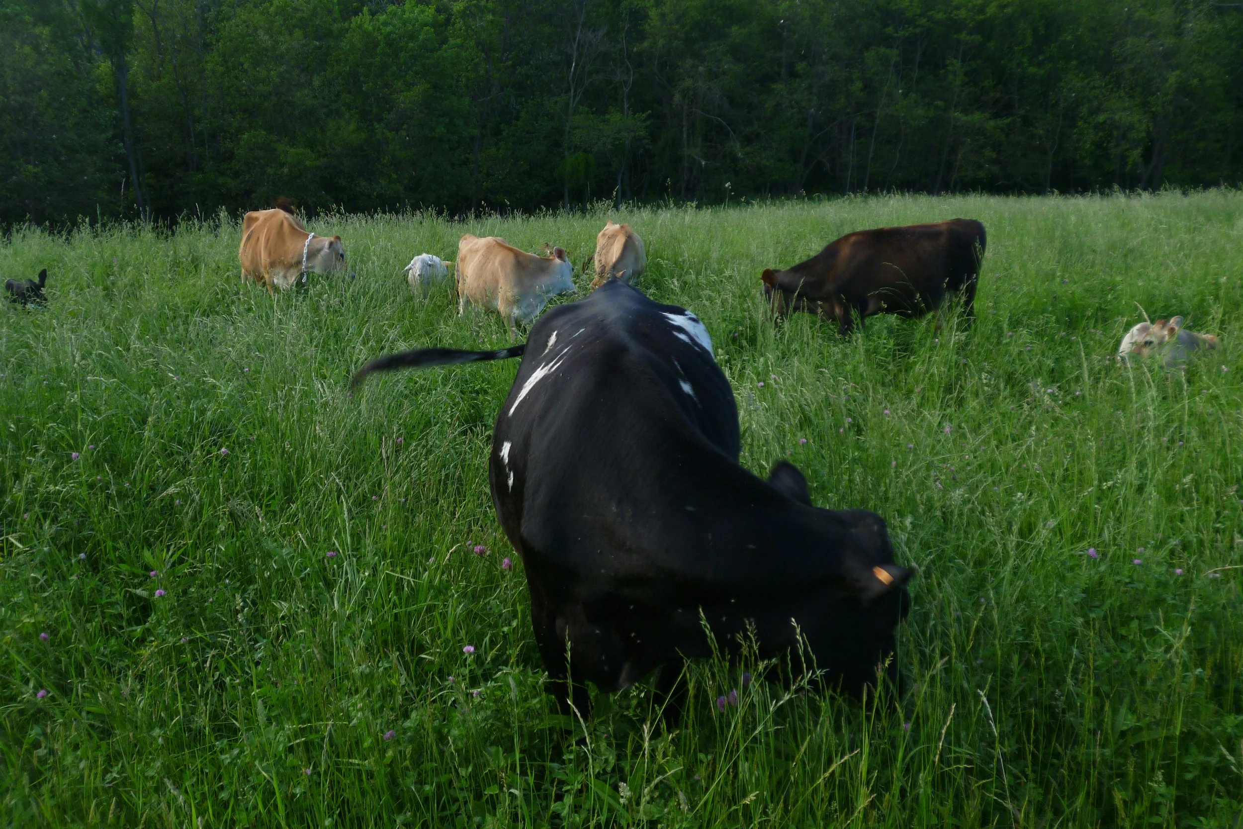 On Farm Dairy Cow and Rotational Grazing and Water Workshop 