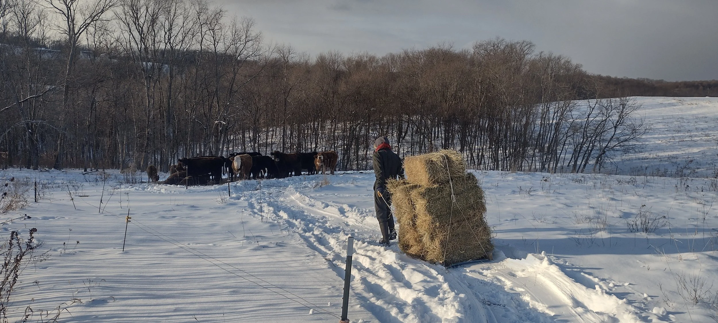 Person pulls hay bales on sled to cows on a snowy winter pasture.