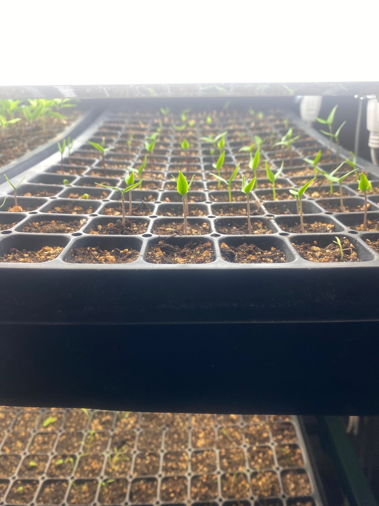 Indoor plant seedlings growing in a black seed tray under grow lights.