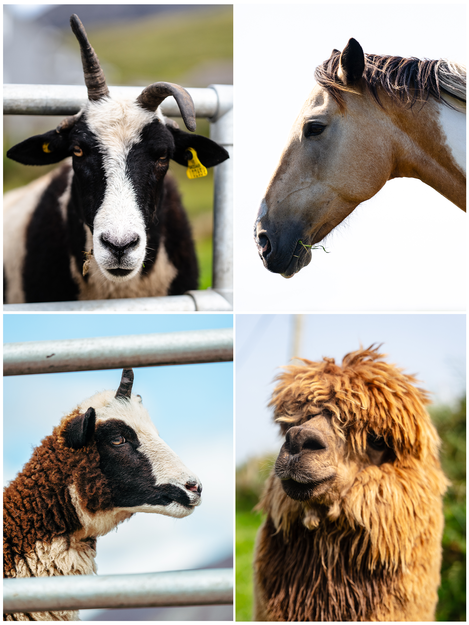 AnimalSplit.png