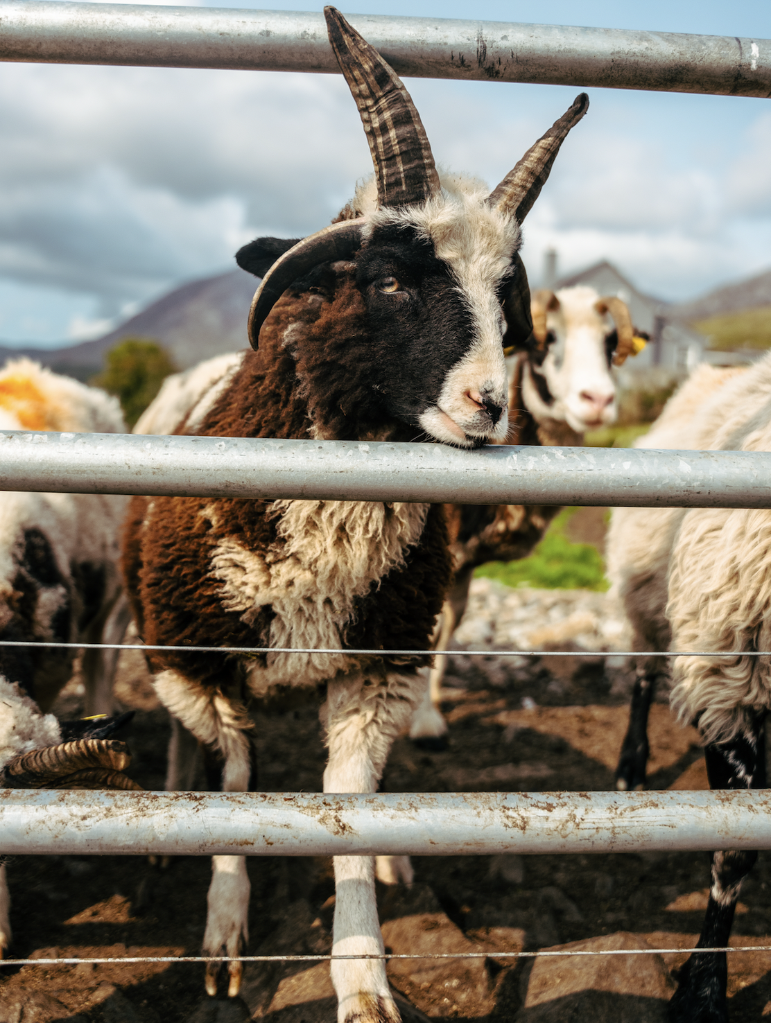 Screen Shot 2025-12-12 at 5.29.52 PM.png