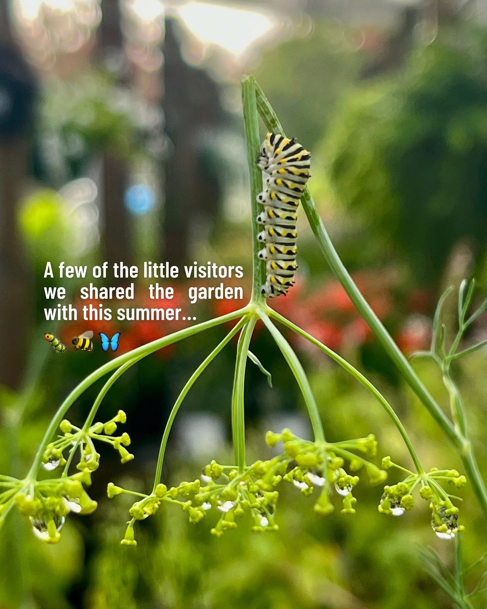We weren&rsquo;t the only ones enjoying our garden center this summer. 😎

The butterflies, bees, and a few hungry caterpillars are a good reminder that planting the right things means you&rsquo;re building more than just a pretty space, you&rsquo;re
